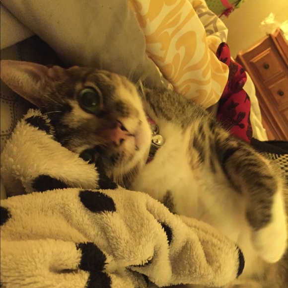 Meet your Posher, Amani - Picture 4 of 7